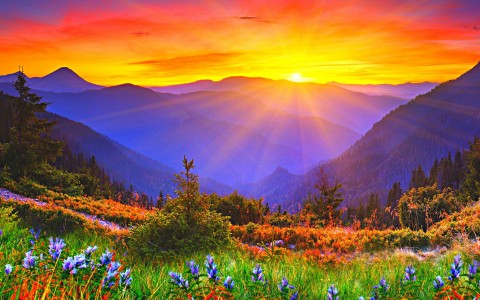 Sunrise-dawn-mountains-grass-flowers_2560x1600